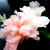 紅白菊花大根