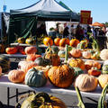 Kabocha Squash（かぼちゃ）