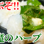 ご飯が足りなくなる！合法ハーブ☆バジルのニンニク麺つゆ漬けがヤバい
