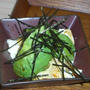 アボガドわさび豆腐