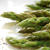 茹でアスパラの溶かしバターかけ Asparagus with melted butter