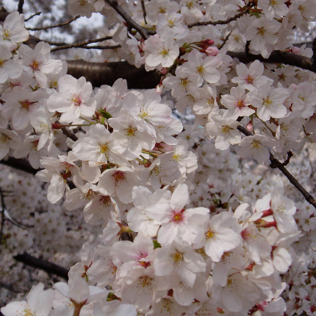 春めく風に桜茶