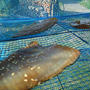 お魚保存食作り♪