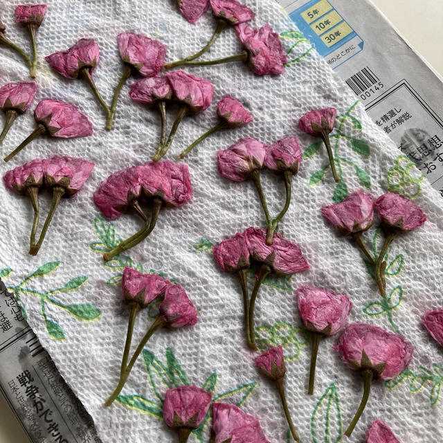 桜の花の塩漬けを作りました