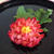 菊花ラディッシュ＊おせち菊花かぶをラディッシュで