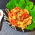 簡単お店味。とろふわ3分のトマたま生姜味噌オイスター炒め（糖質5.3g）
