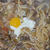 炭火で作る『すき焼きうどん』