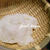 レンジで2分簡単♪ 自家製✰生カッテージチーズ