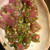 キハダマグロの中華タルタル