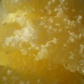 レシピブログ　伯方の塩を使った自慢レシピ②　グレープフルーツ塩の仕込み