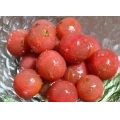 ≪プチトマトの パクチードレッシング漬け≫