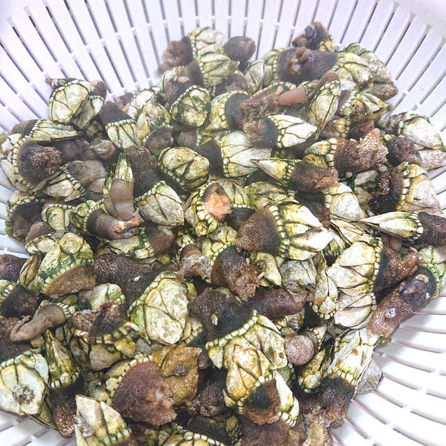 珍しい海の食べ物亀の手の塩茹で 激ウマ By おなかがぺこりんさん レシピブログ 料理ブログのレシピ満載