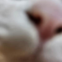 食べれないけど･･･