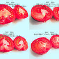 トマトの低温調理 温度比較実験