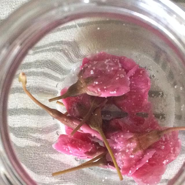 桜の塩漬け By ヨハンセンさん レシピブログ 料理ブログのレシピ満載