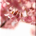 ◆河津桜～菜の花♪