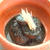 真っ黒！ くろすけお茄子