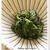 ほうれん草の胡麻和え