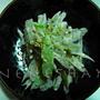 ＊ごぼうとセロリのサラダ＊