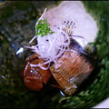 圧力鍋で骨まで食べれる　マイワシの梅干煮 by wnk_shoさん