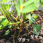 落花生。刺さってるよ～～(σ・∀・)σ♪　開花～刺さるまでレポ。