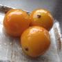 きんかん密煮。カゼ予防とビタミン補給に