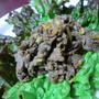 ガッツリ食べたい♪牛の韓国風焼き肉